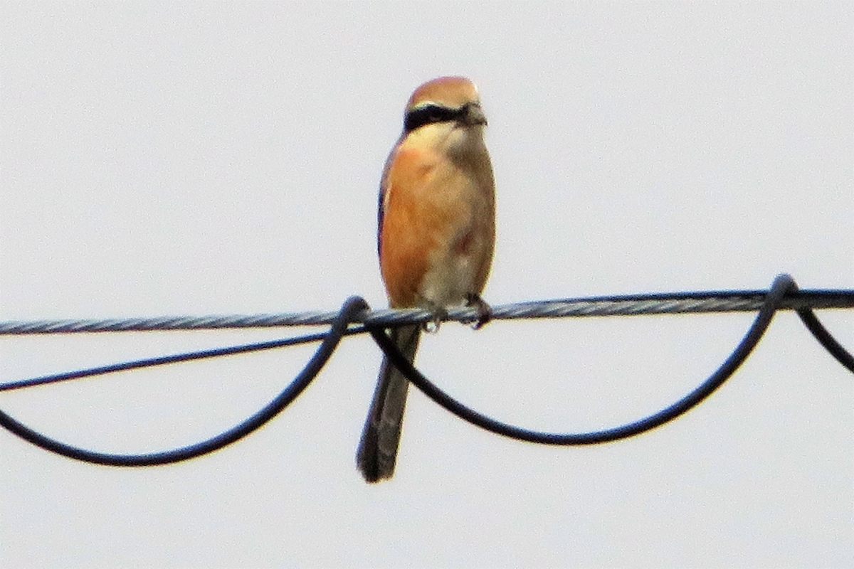 f:id:grk1:20220302171848j:plain