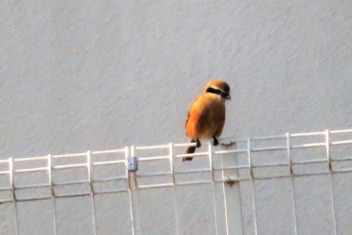 f:id:grk1:20220302182022j:plain