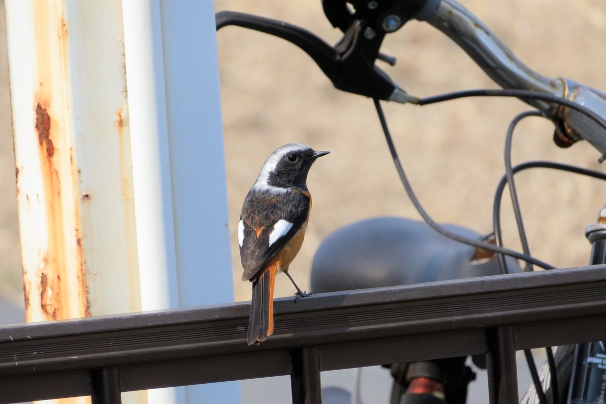 f:id:grk1:20220309185038j:plain