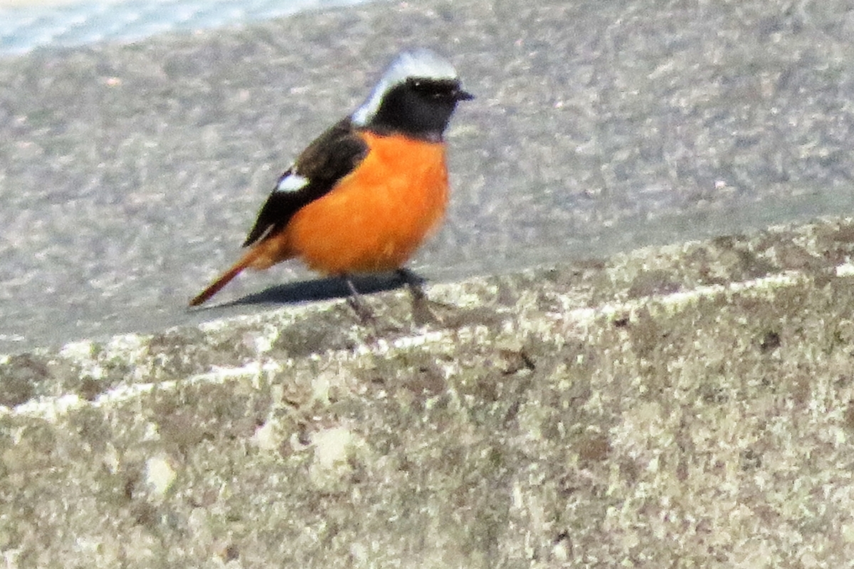 f:id:grk1:20220309190258j:plain