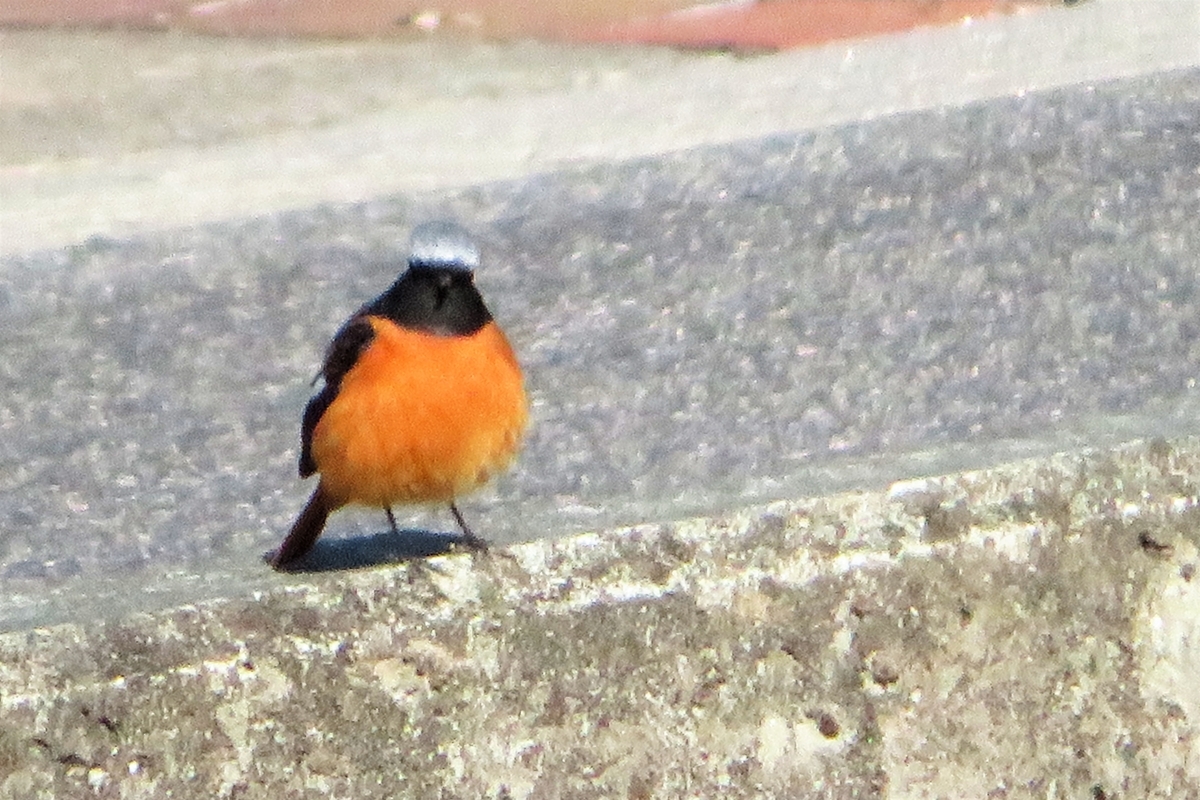 f:id:grk1:20220309190530j:plain