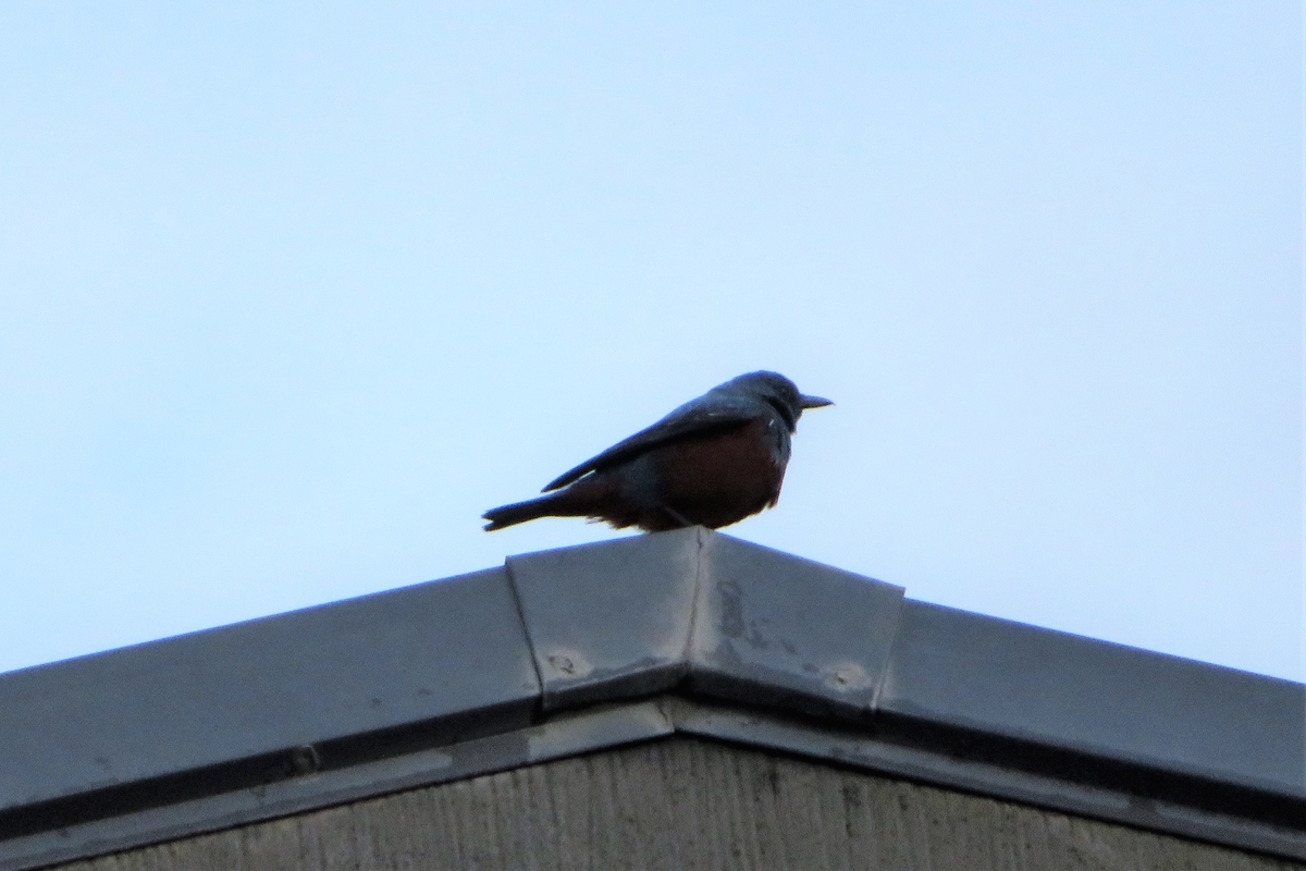 f:id:grk1:20220319183400j:plain