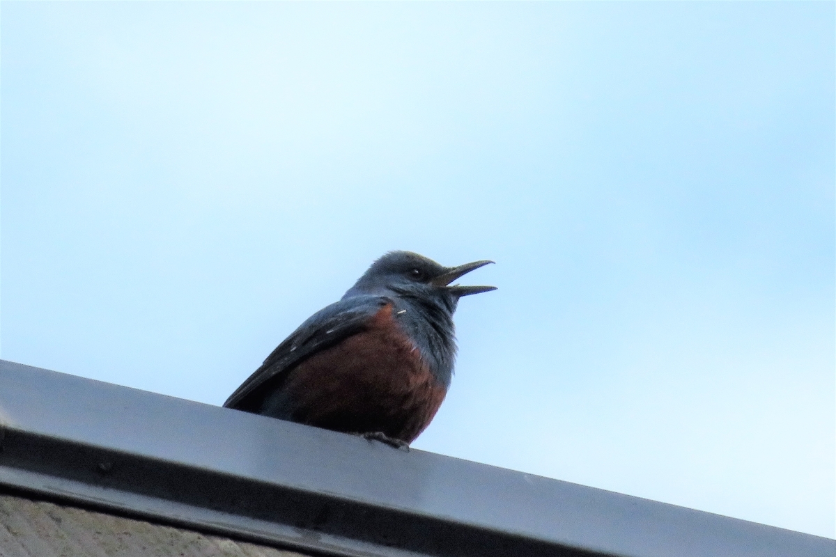 f:id:grk1:20220319185348j:plain