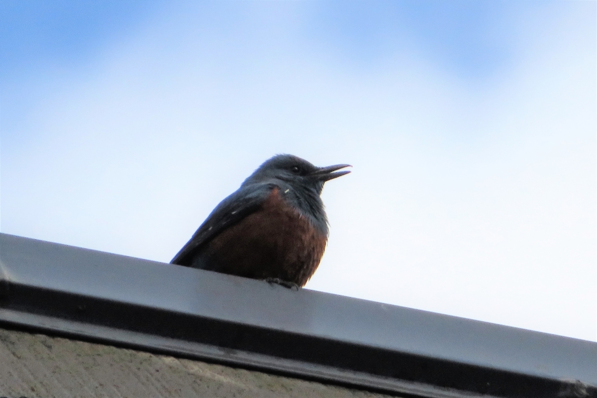 f:id:grk1:20220319185544j:plain