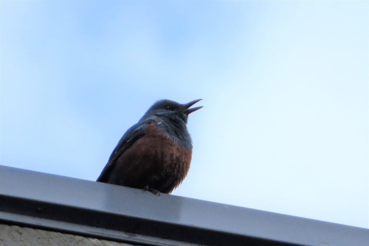 f:id:grk1:20220319185738j:plain