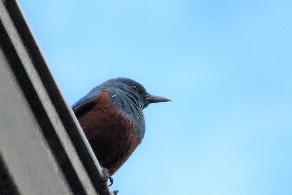 f:id:grk1:20220319185826j:plain