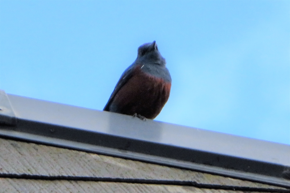 f:id:grk1:20220319190036j:plain