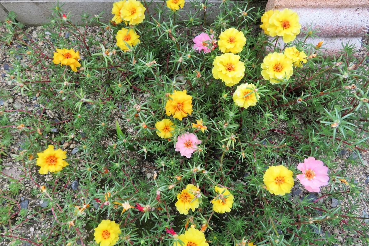 ベネズエラ ボリバル共和国とは 地理の人気 最新記事を集めました はてな