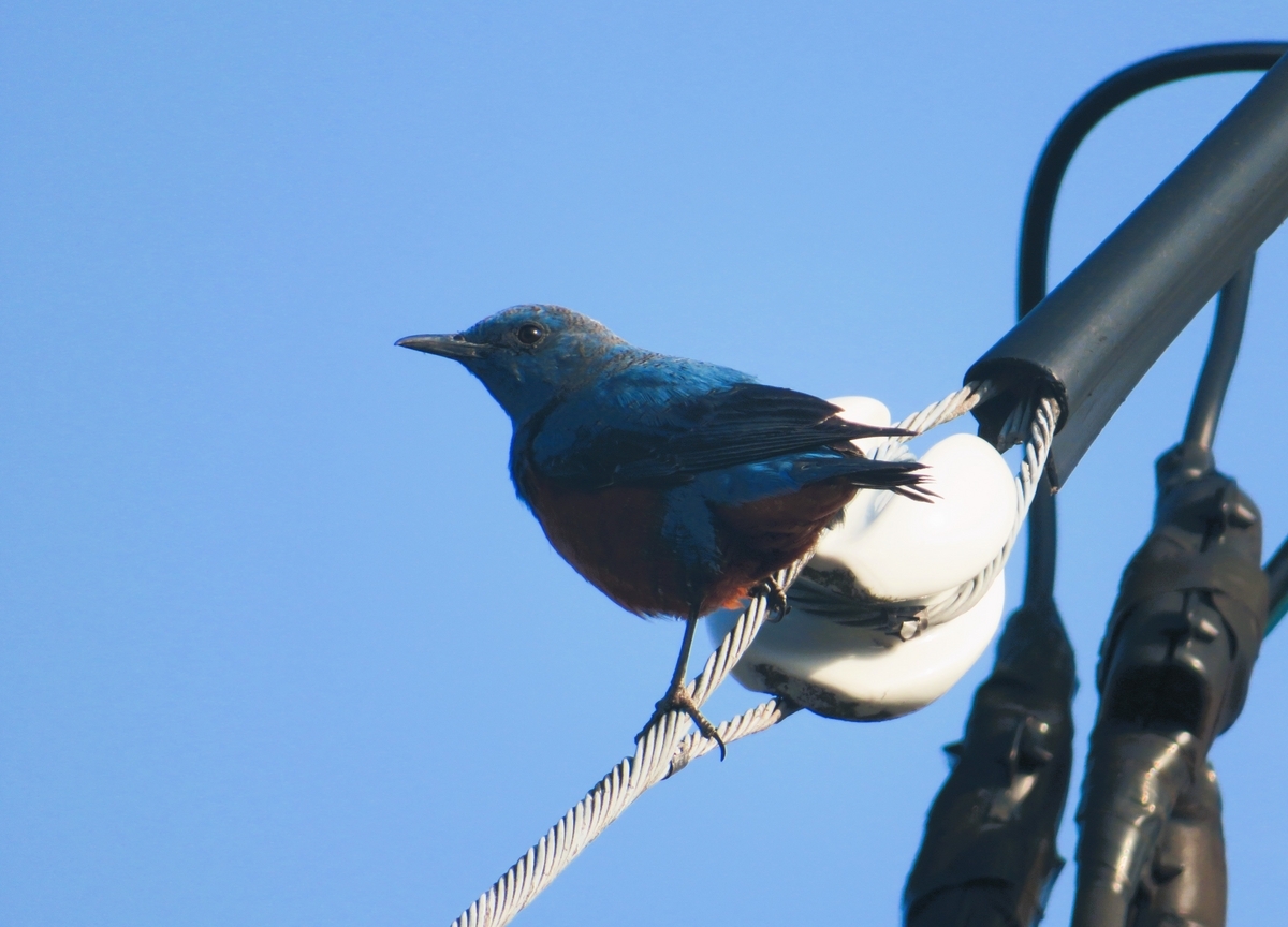 早春の朝鳥（幸運を運ぶ青い鳥、跳鳥＆屠殺人の鳥）に！(^.^) - 諦観