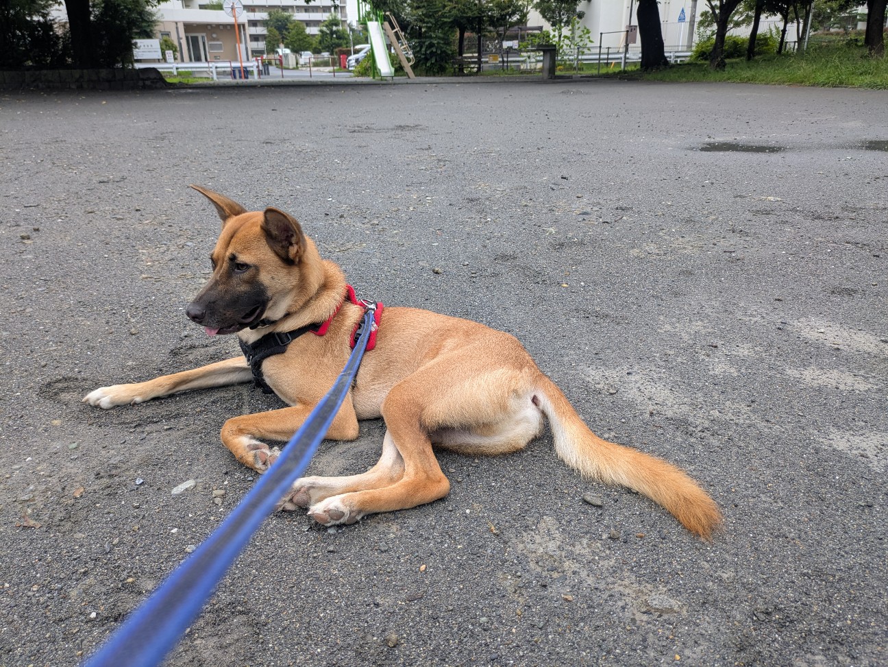 f:id:grovyacko:20260720075627j:image