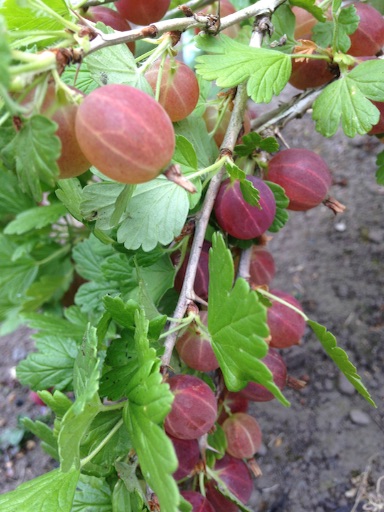 f:id:growyourownveg:20170626194239j:image f:id:growyourownveg:20170626194239j:image