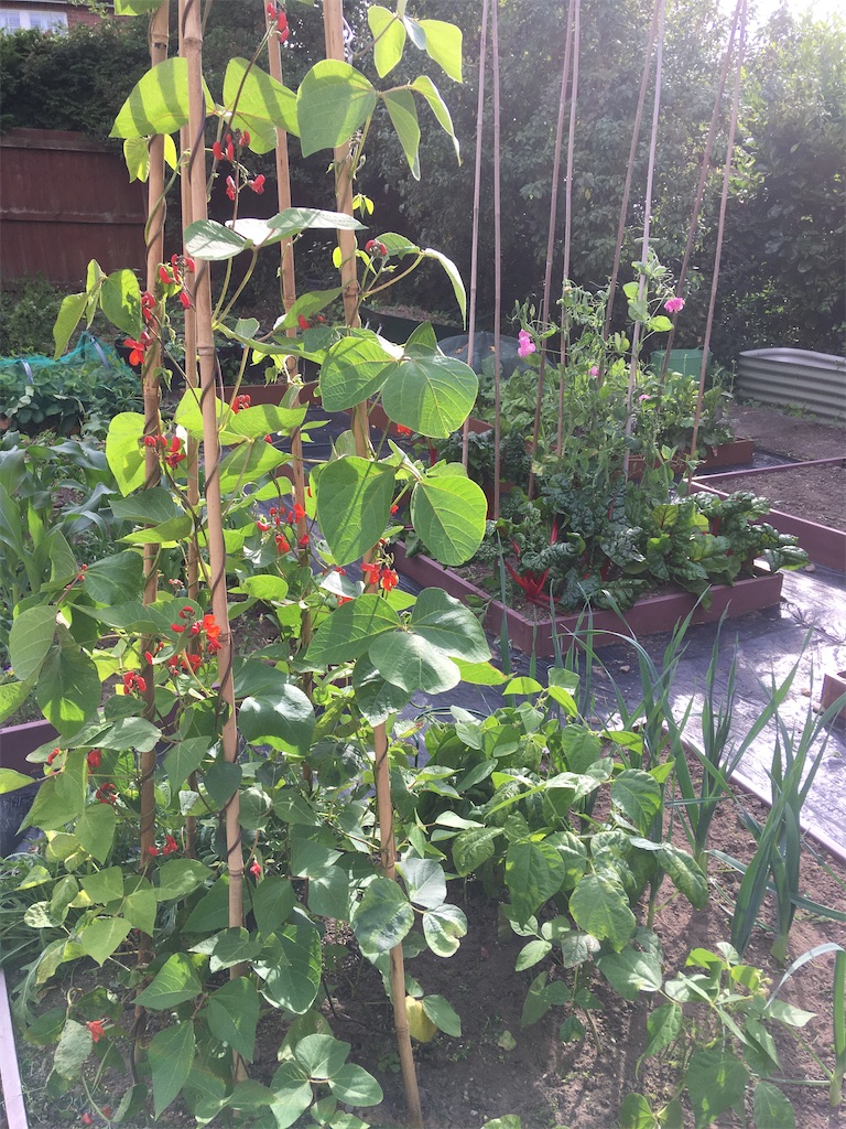 f:id:growyourownveg:20200729175333j:image f:id:growyourownveg:20200729175333j:image