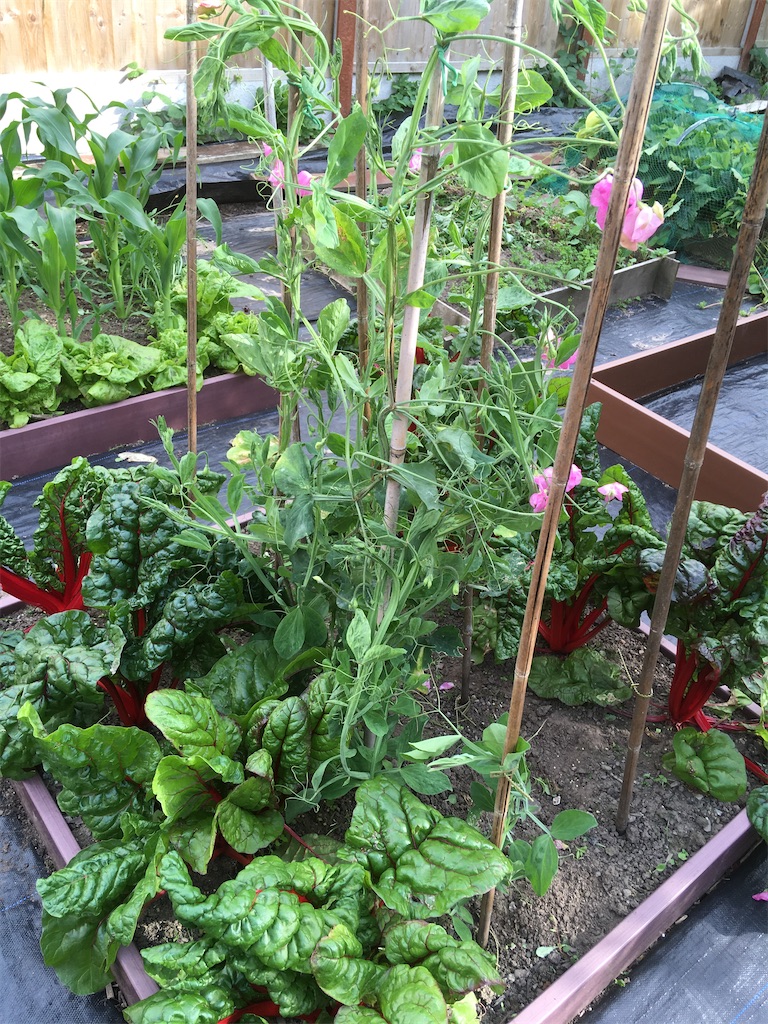 f:id:growyourownveg:20200729175337j:image f:id:growyourownveg:20200729175337j:image