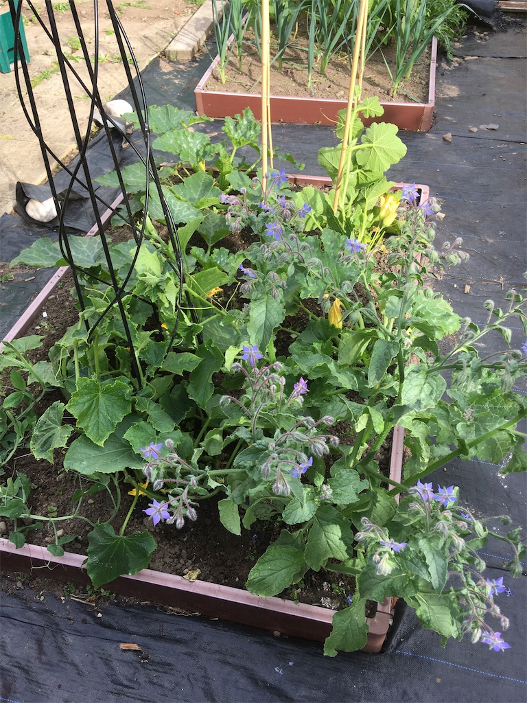 f:id:growyourownveg:20200729175344j:image f:id:growyourownveg:20200729175344j:image