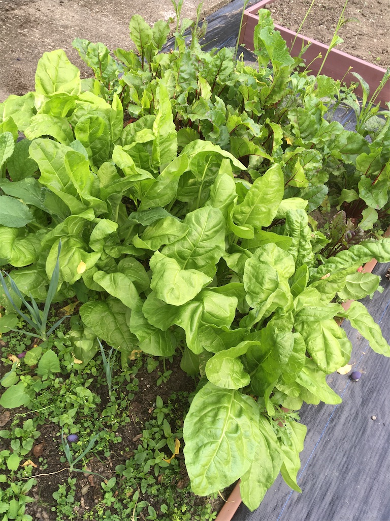 f:id:growyourownveg:20200729175349j:image f:id:growyourownveg:20200729175349j:image