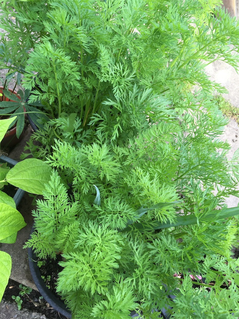f:id:growyourownveg:20200729175353j:image f:id:growyourownveg:20200729175353j:image