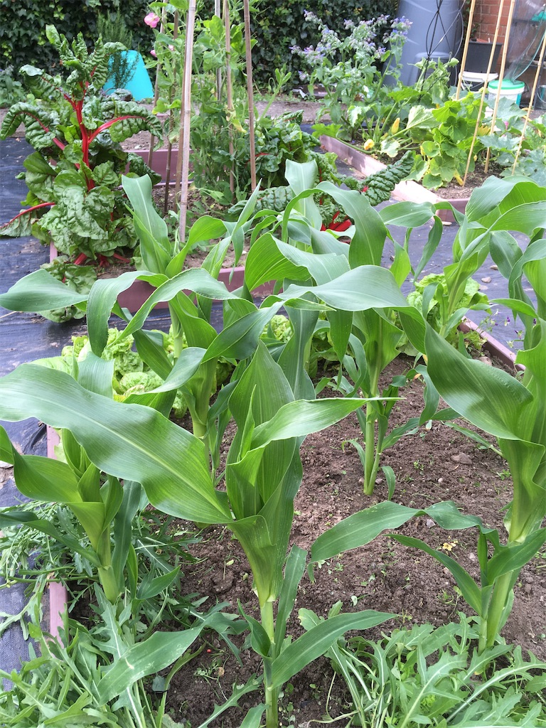 f:id:growyourownveg:20200729175404j:image f:id:growyourownveg:20200729175404j:image