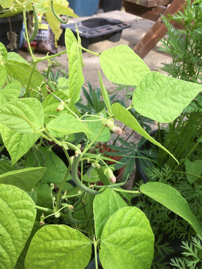 f:id:growyourownveg:20200729175408j:image f:id:growyourownveg:20200729175408j:image
