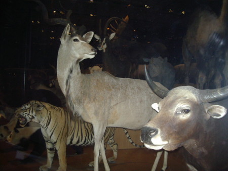 f:id:gryphon:20081109154723j:image