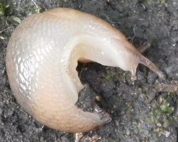 f:id:gryphon:20120819195436j:image