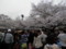 2013年、上野公園の桜