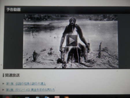 個別 ｎｈｋスペシャル 緑の魔境に幻のサルを追う の写真 画像 Gryphon S Fotolife