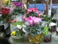 20081217162900