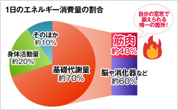 基礎代謝