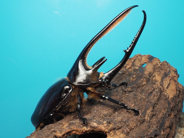 珍しいカブトムシ
