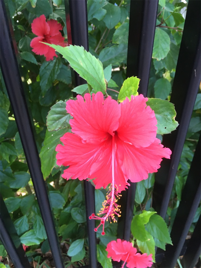f:id:gsx-gs_red:20201019214714j:image f:id:gsx-gs_red:20201019214714j:image