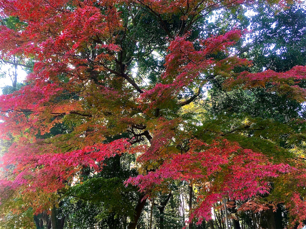 f:id:gsx-gs_red:20201119235136j:image f:id:gsx-gs_red:20201119235136j:image