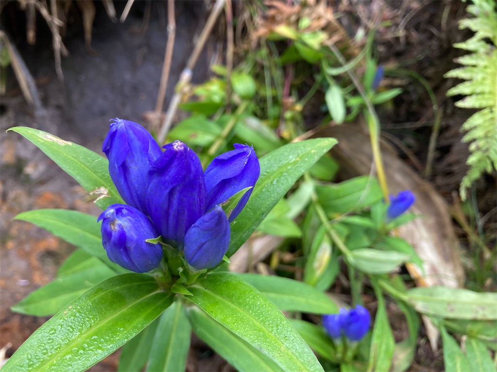 f:id:gtotom5103:20210918155600j:image