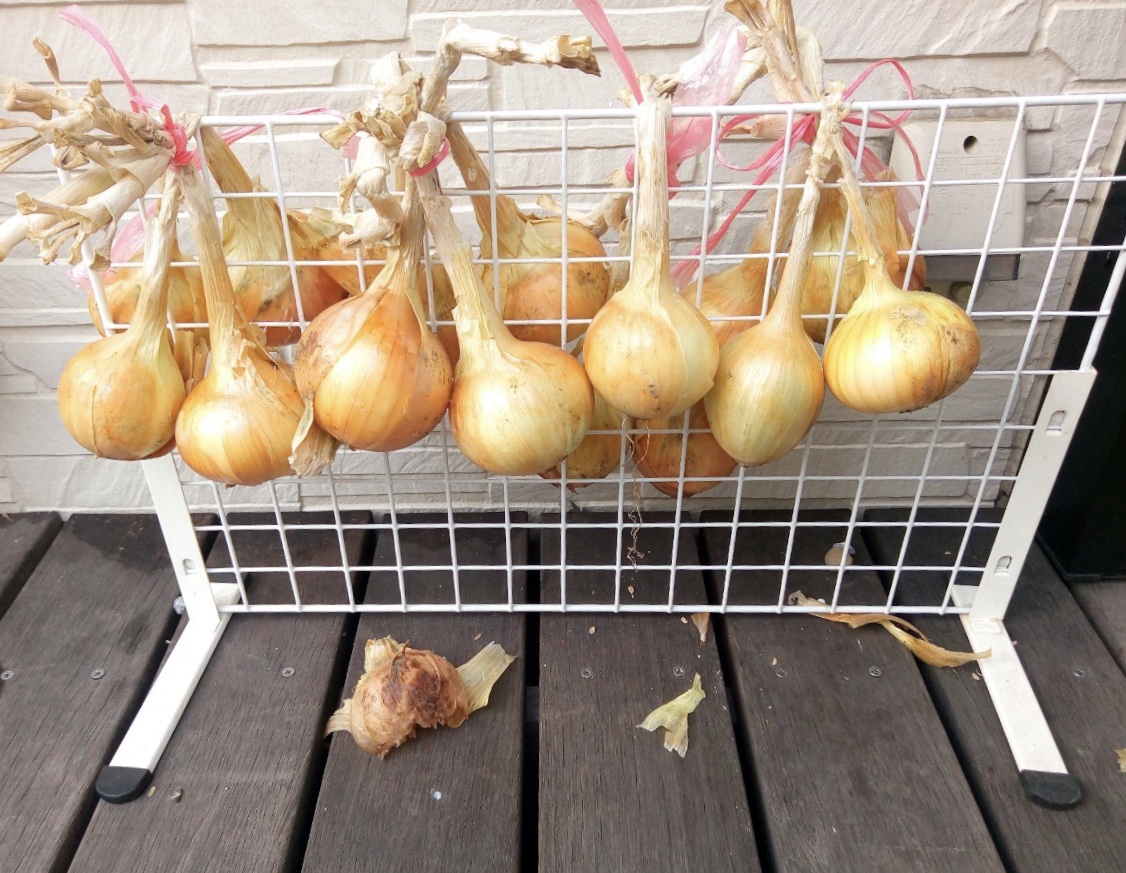 100均で作る収穫後の玉ねぎの保管方法 賃貸でもok 家庭菜園で取れた野菜のダイソー収納 グーグーライフガーデン