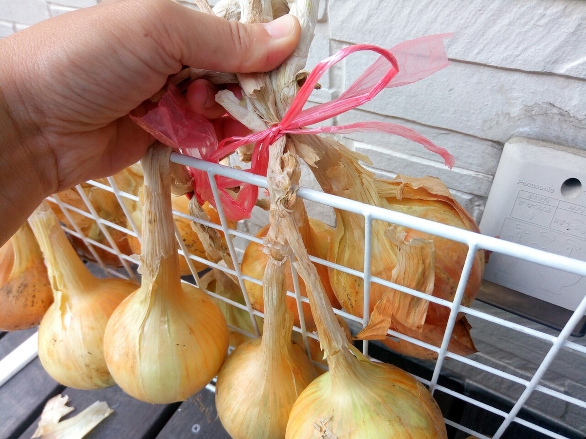 100均で作る収穫後の玉ねぎの保管方法 賃貸でもok 家庭菜園で取れた野菜のダイソー収納 グーグーライフガーデン