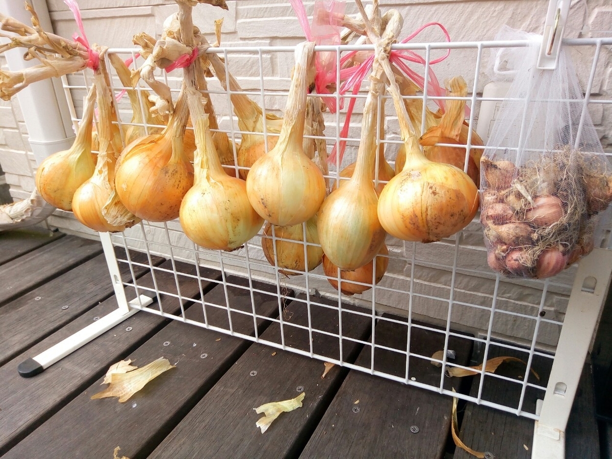 100均で作る収穫後の玉ねぎの保管方法 賃貸でもok 家庭菜園で取れた野菜のダイソー収納 グーグーライフガーデン