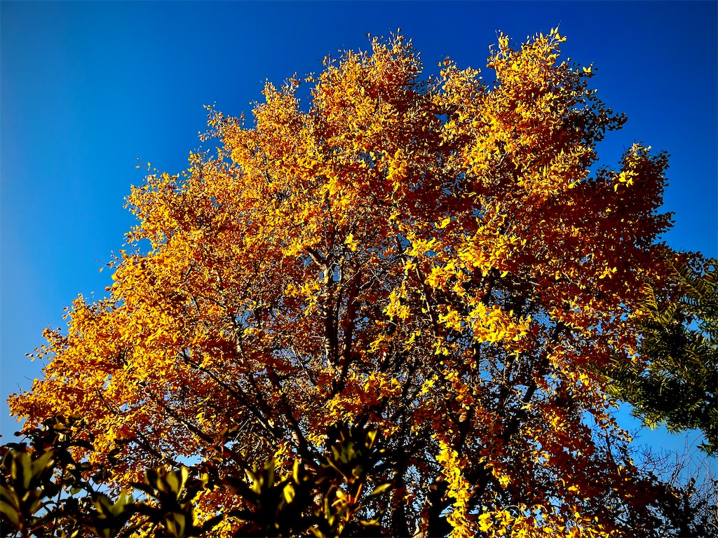 f:id:gu0603016:20231124170313j:image