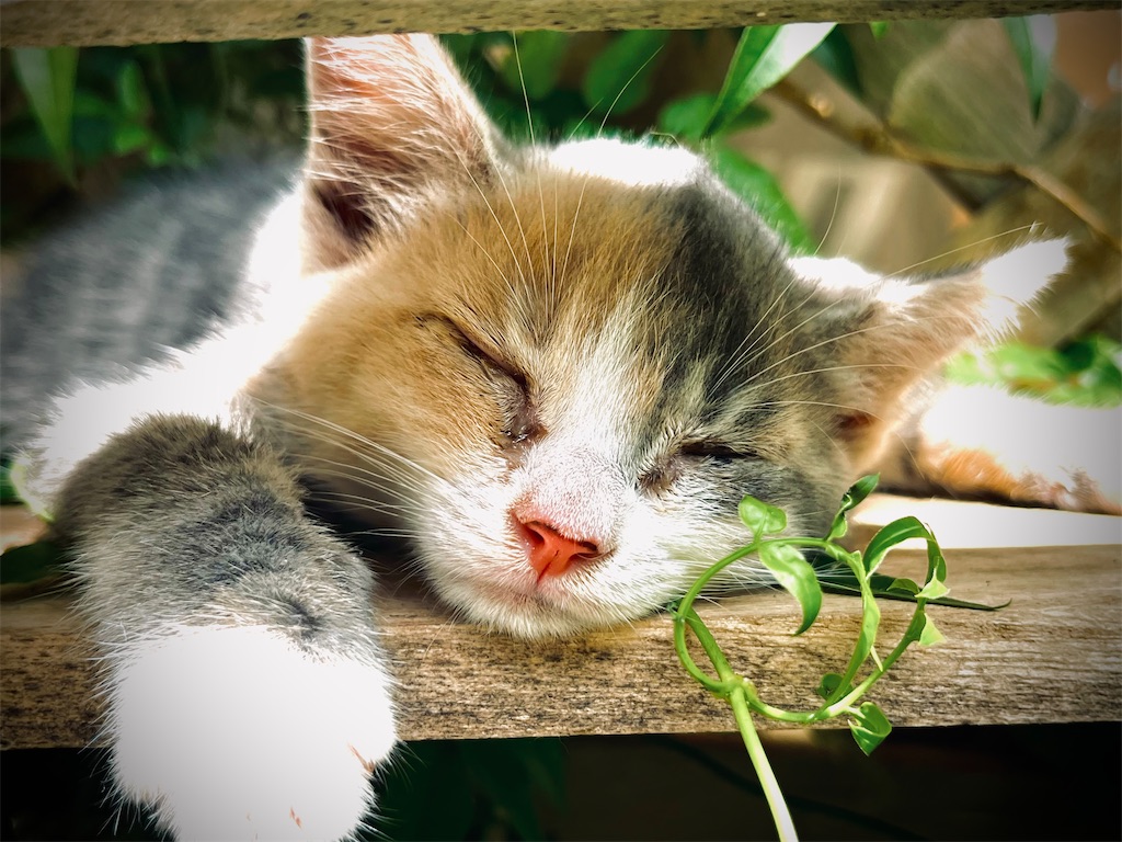 f:id:gu0603016:20240620191615j:image