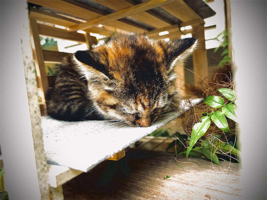 f:id:gu0603016:20240620191618j:image