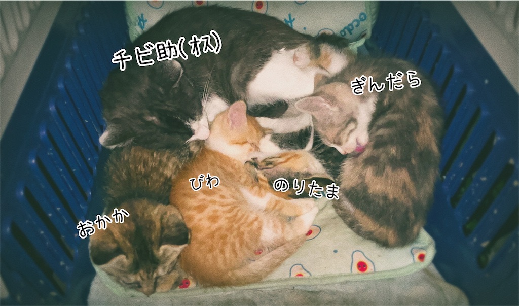 f:id:gu0603016:20240621204530j:image