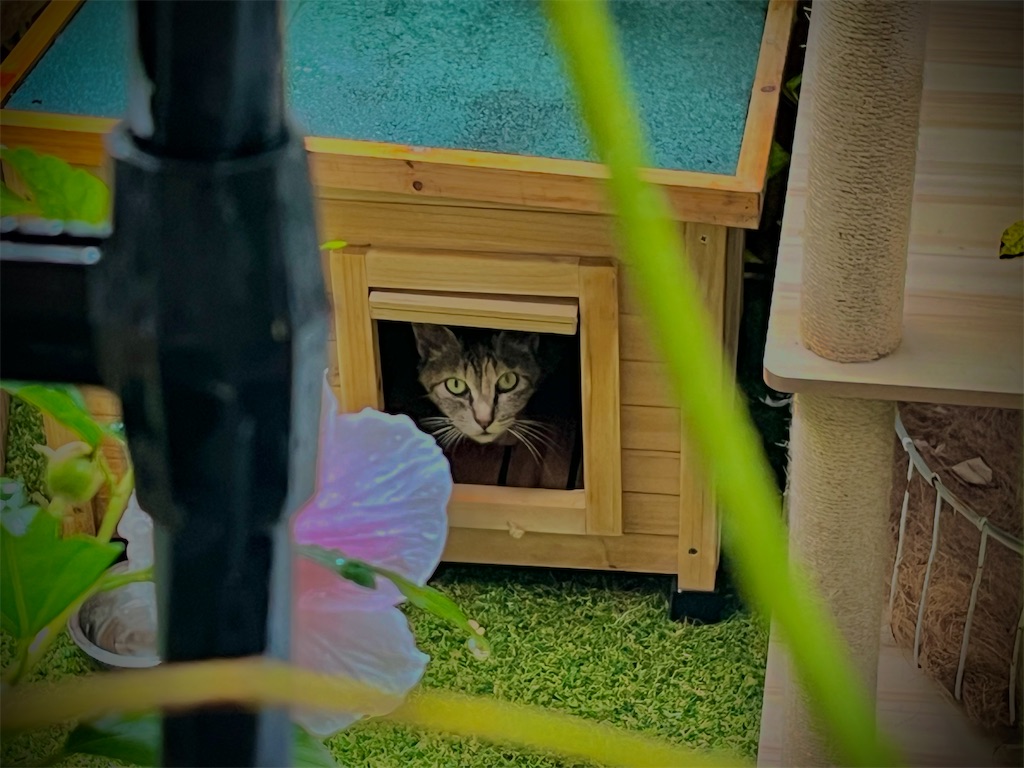 f:id:gu0603016:20240718192231j:image f:id:gu0603016:20240718192231j:image