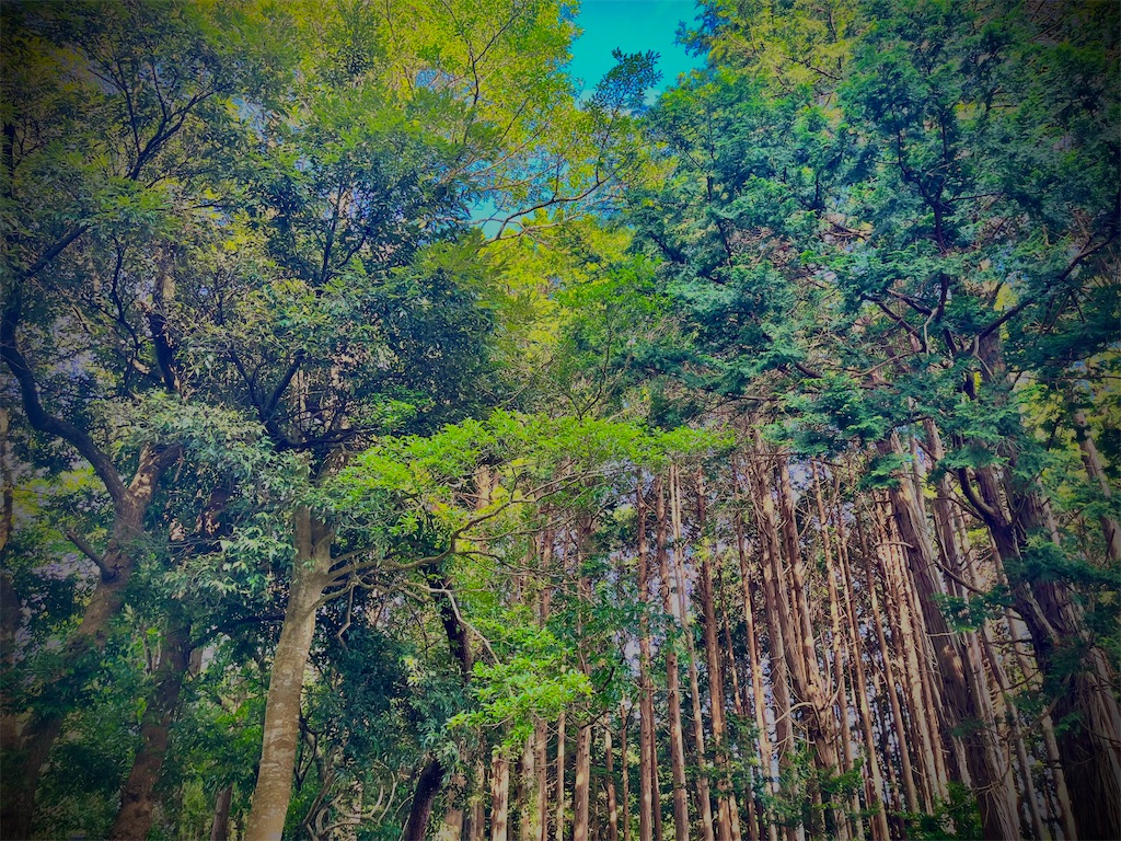 f:id:gu0603016:20240720210801j:image