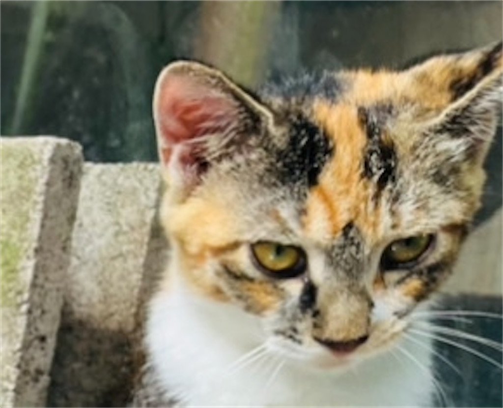 f:id:gu0603016:20240909201319j:image