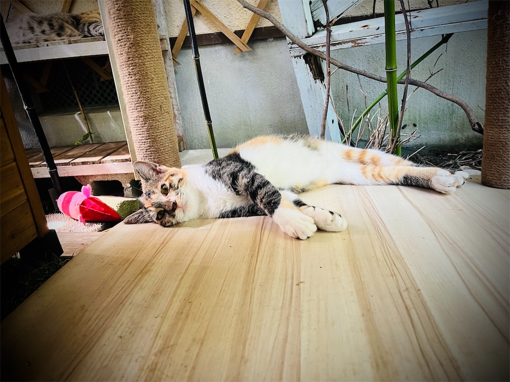 f:id:gu0603016:20240911201521j:image
