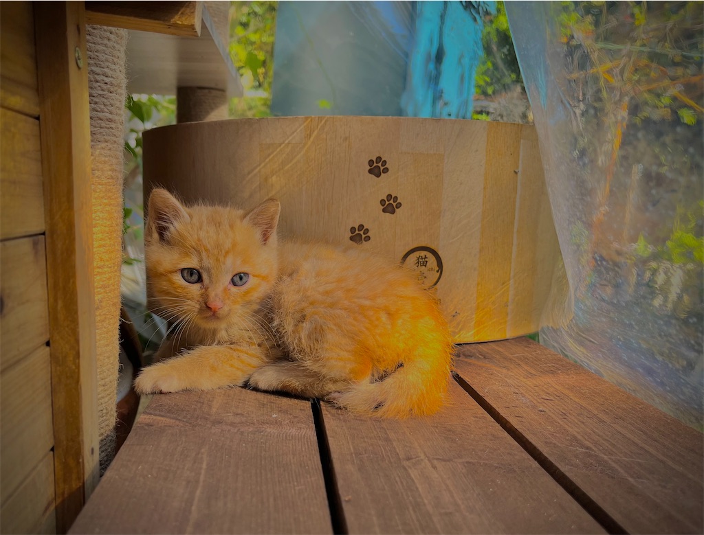 f:id:gu0603016:20241113222203j:image
