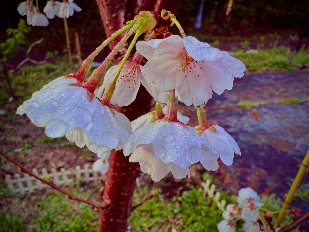 f:id:gu0603016:20250404202239j:image