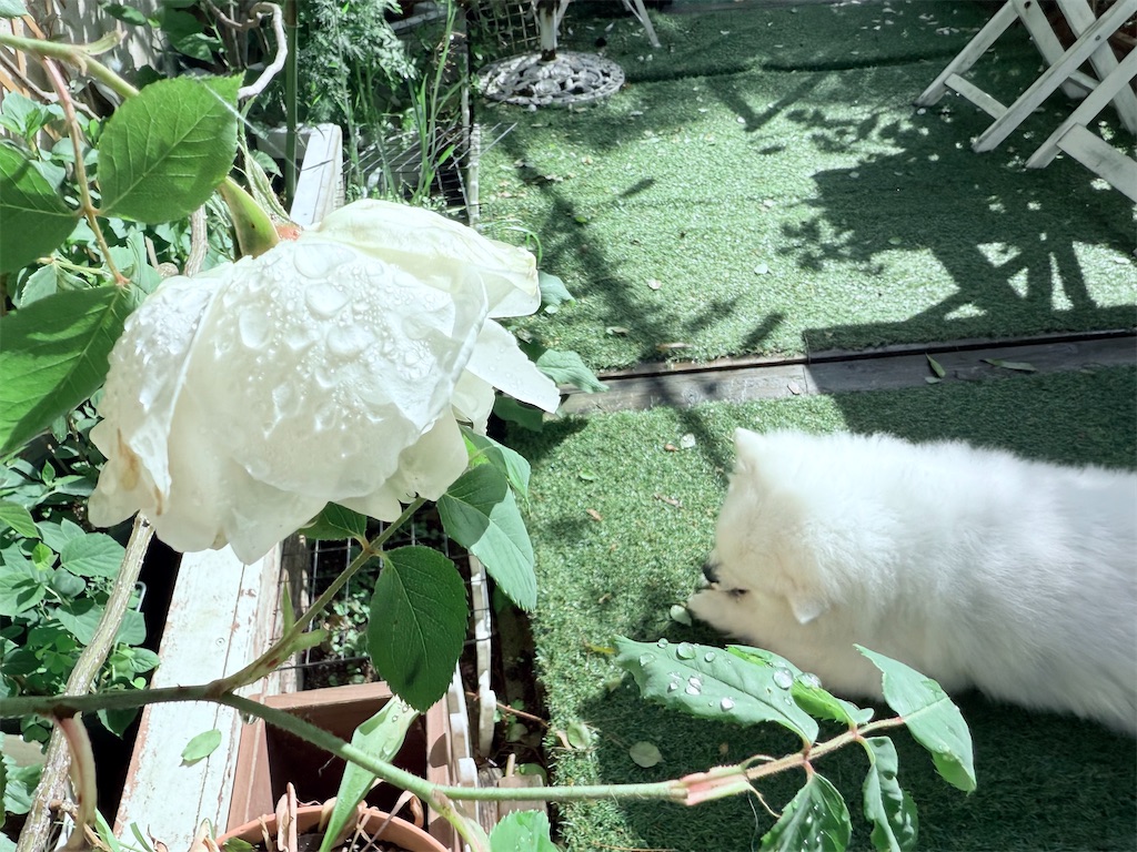f:id:gu0603016:20250507195734j:image