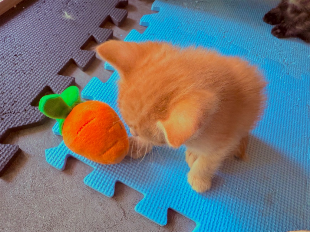 f:id:gu0603016:20250511204655j:image