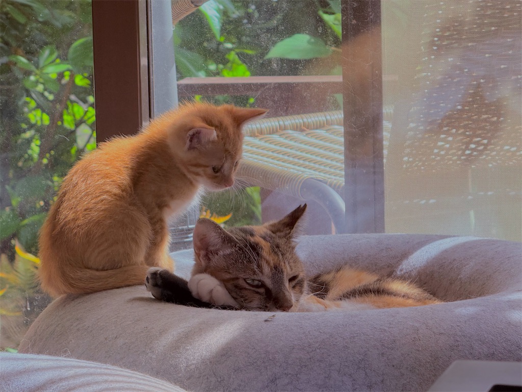 f:id:gu0603016:20250521211006j:image
