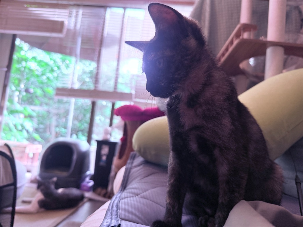 f:id:gu0603016:20250714202506j:image