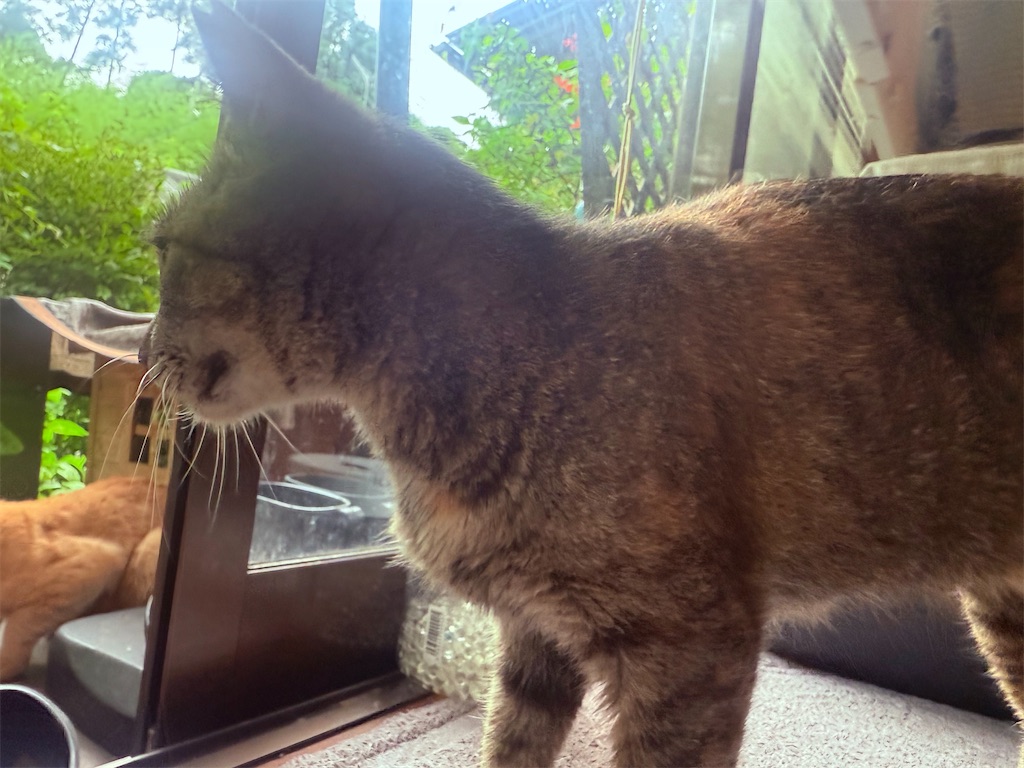 f:id:gu0603016:20250716212059j:image
